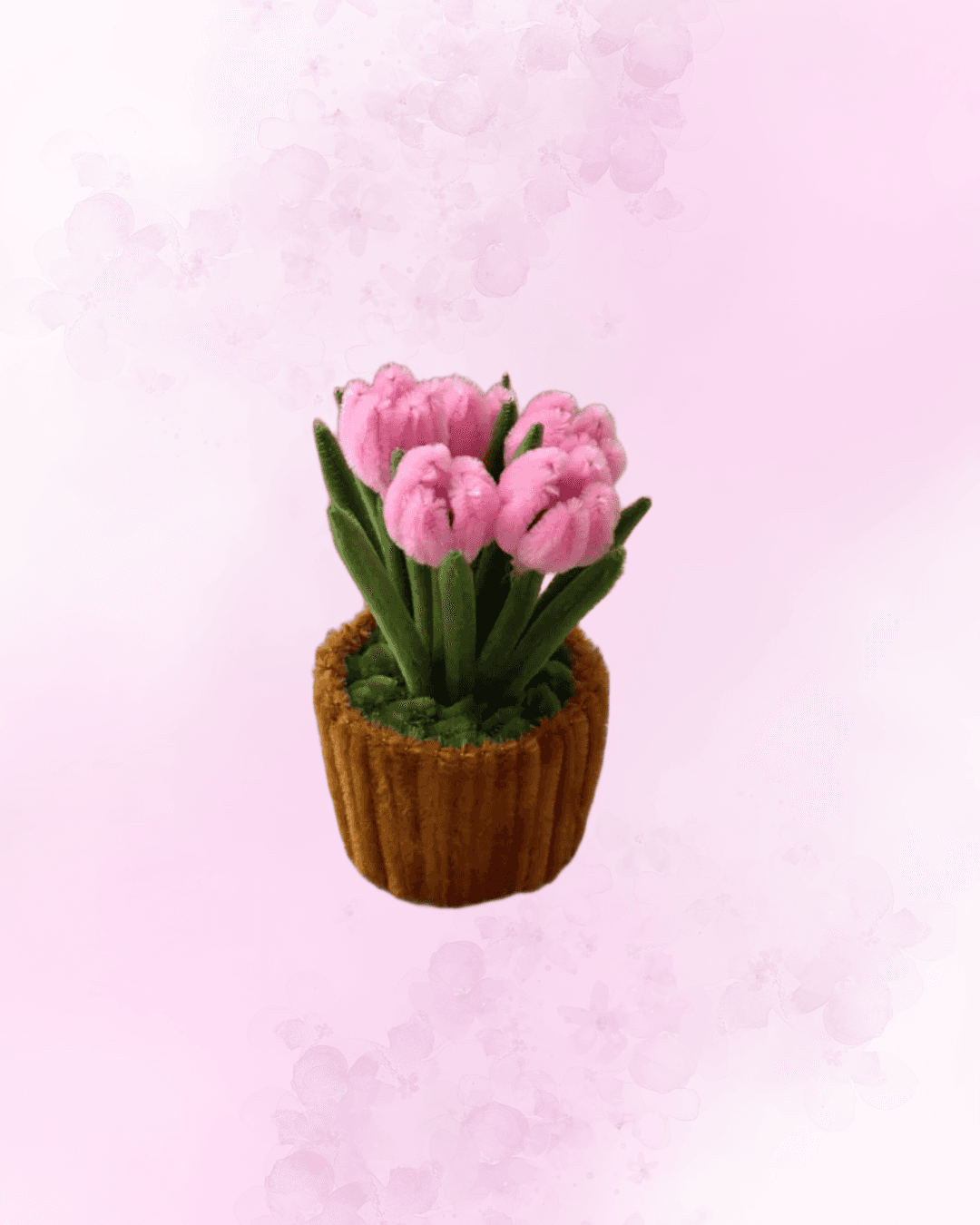 Ширээний цэцэг, Tulip